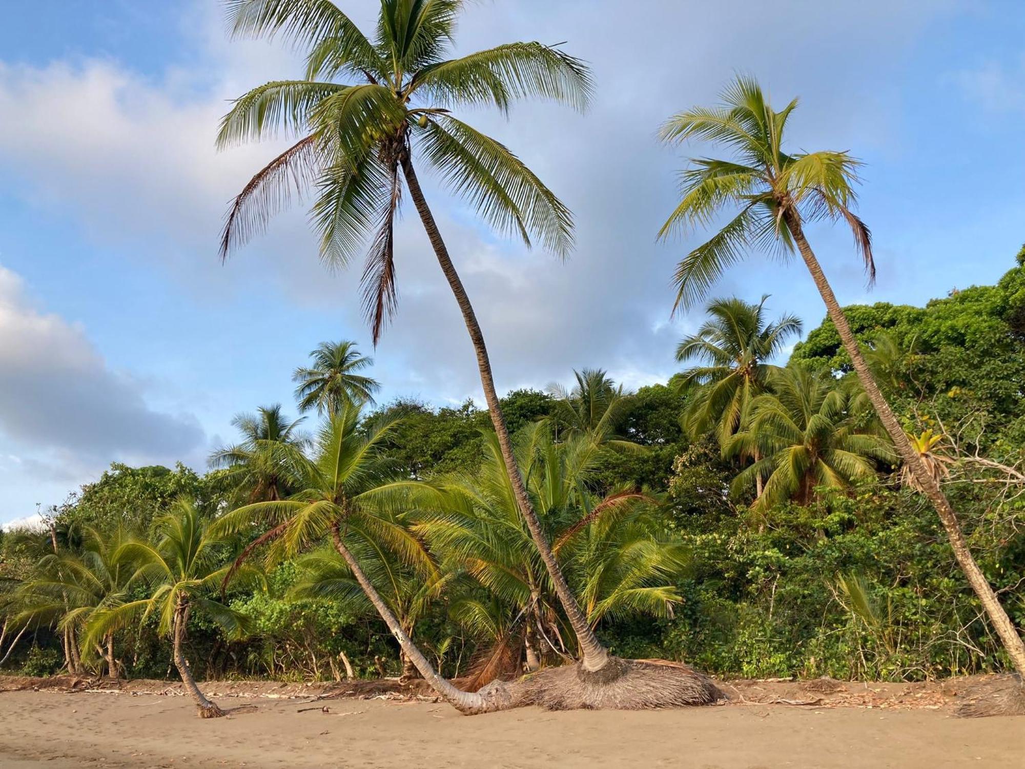 Corcovado & Drake Inn Drake Bay Luaran gambar